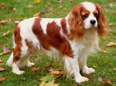 A Royal Breed: Cavalier King Charles Spaniel - Dorri Olds